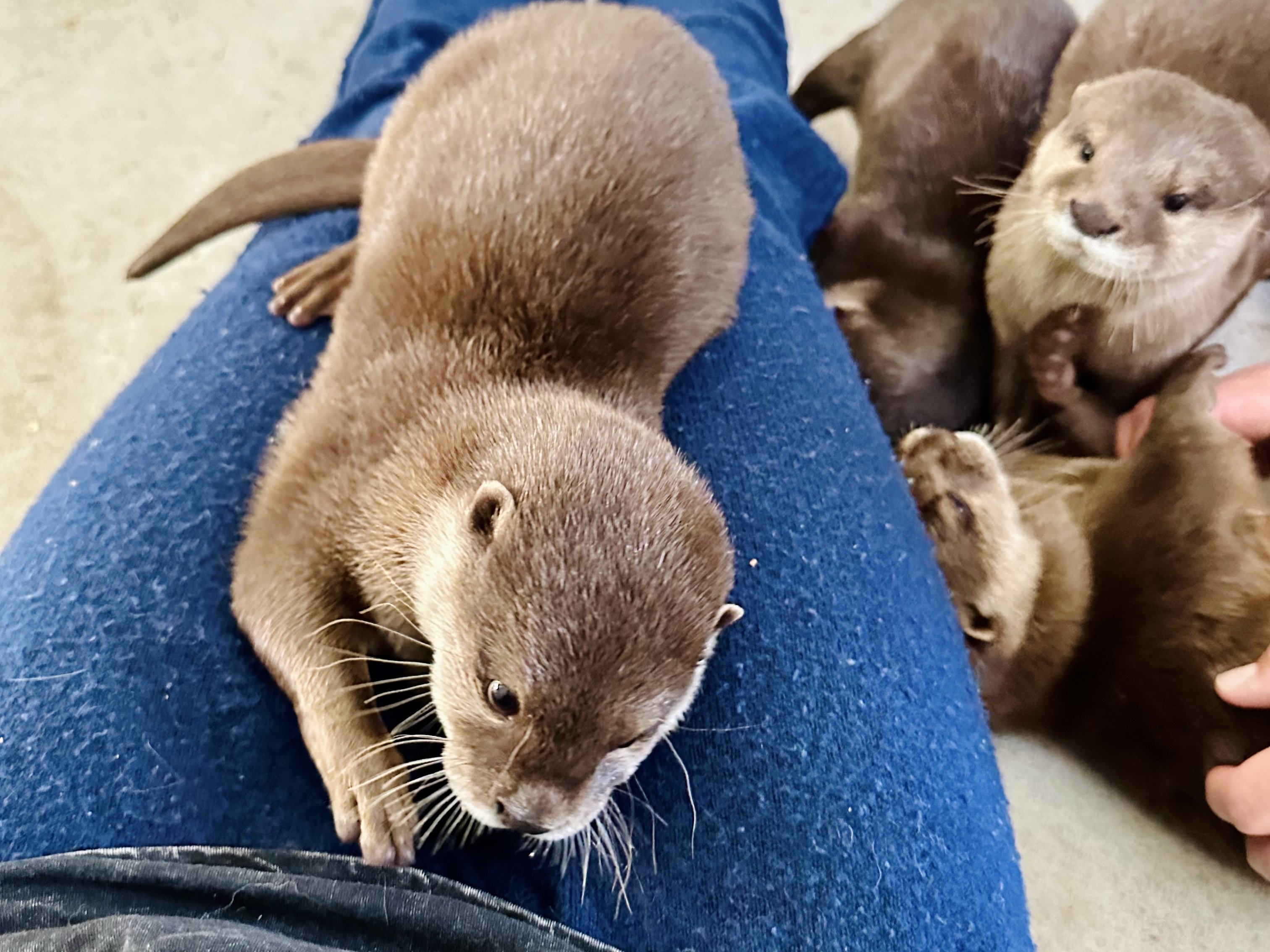 Otter playing at Majestic Meadows Alpacas Ohio