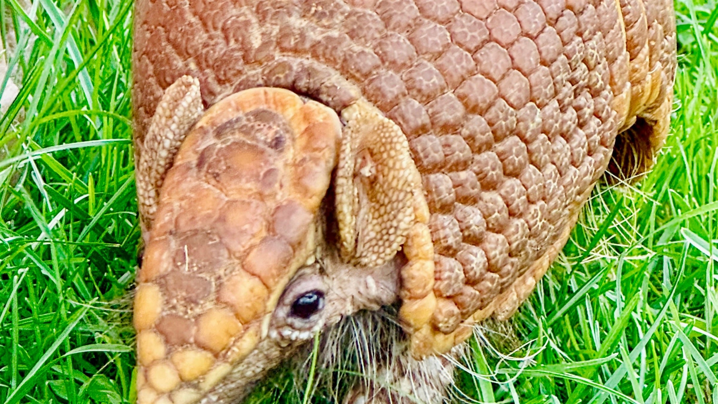 pick-your-ambassador-majestic-meadows-medina-ohio Southern three-banded armadillo, one of the Pick Your Ambassador options at Majestic Meadows Alpacas in Medina Ohio