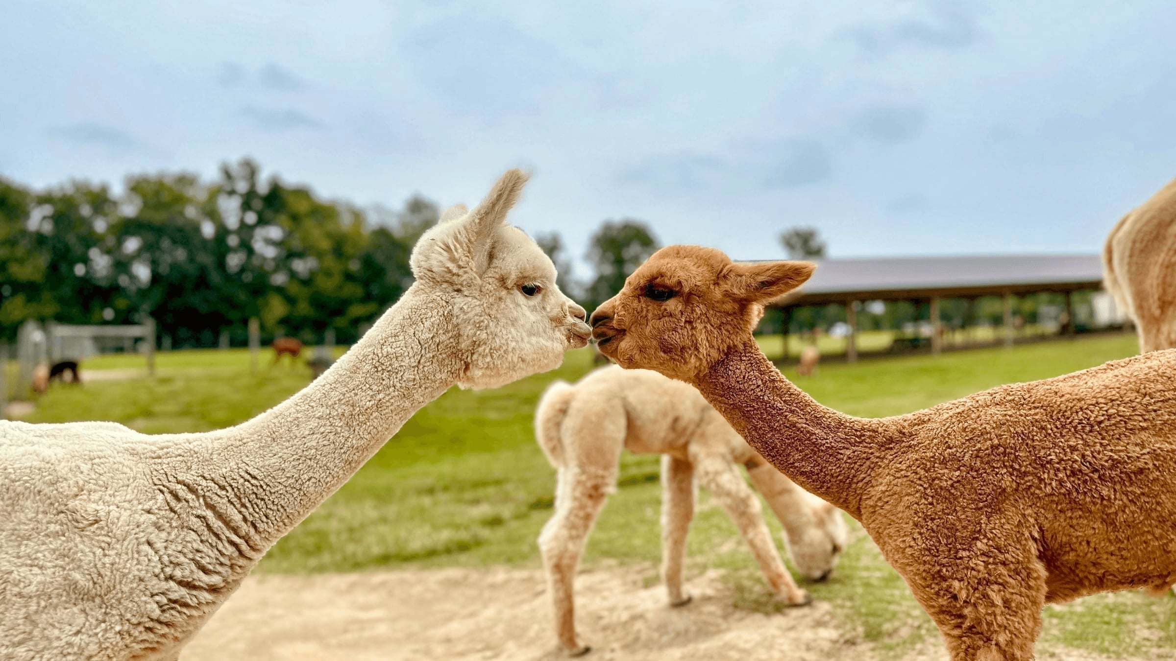 alpaca-closeup.jpg Friendly alpaca closeup at Majestic Meadows Alpacas farm