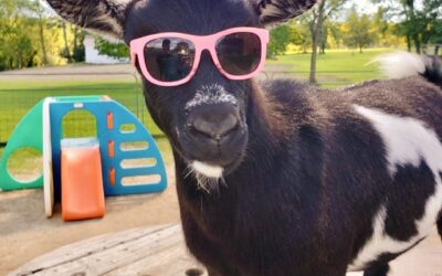 Why are goats so special and fun?