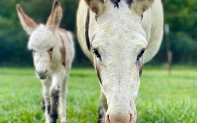 Donkeys…Just Looking for Love 