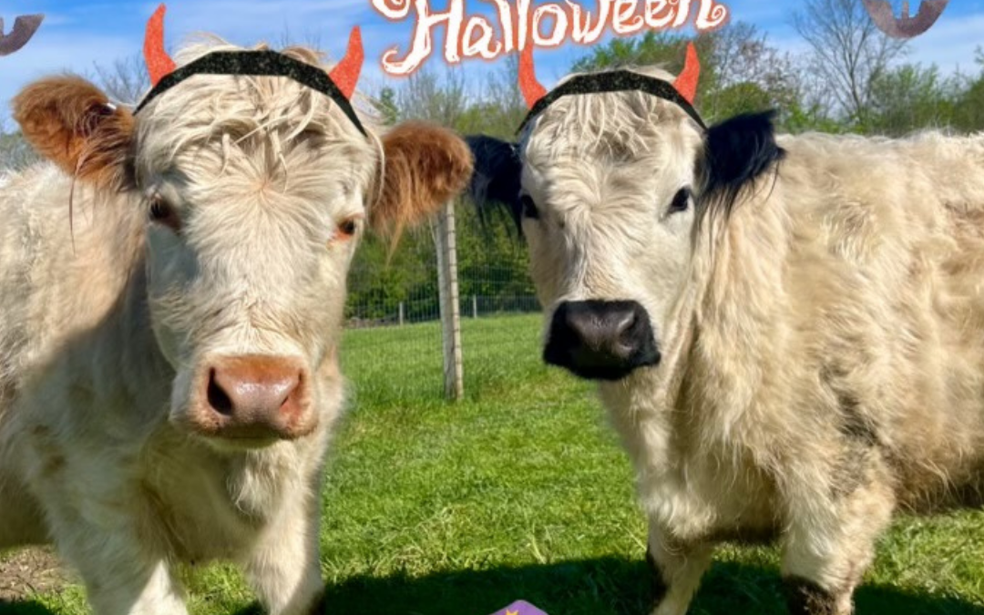 Halloween On the Farm!