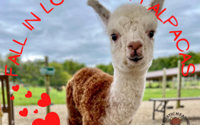 Fall in Love with Alpacas