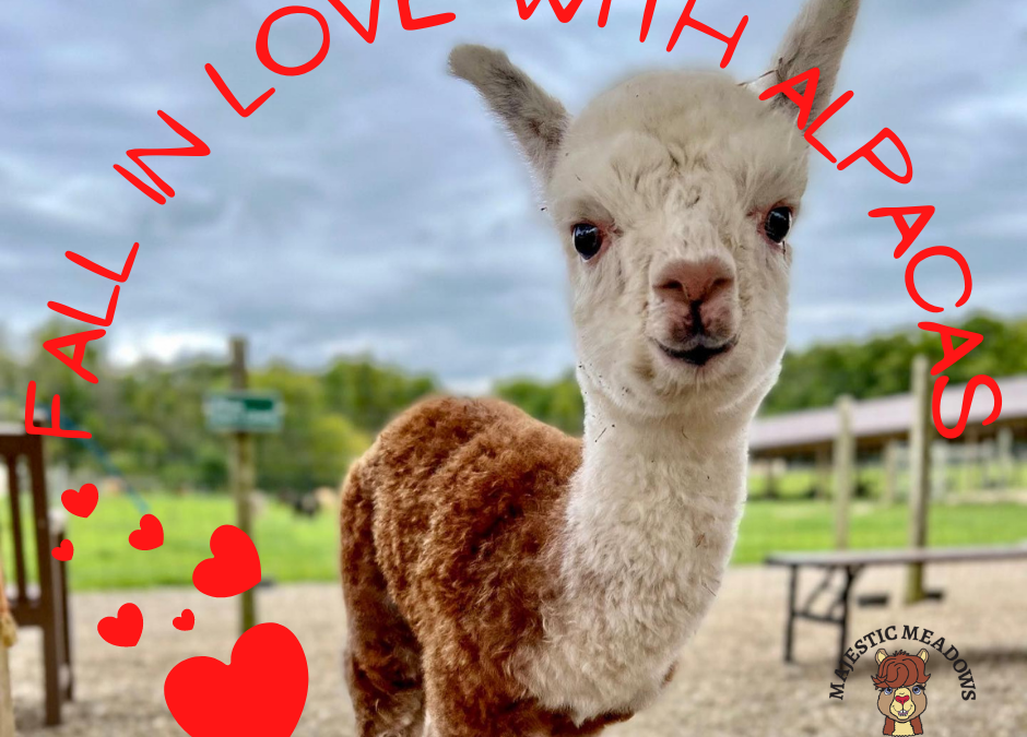Fall in Love with Alpacas