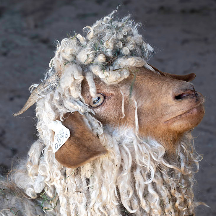 The Aspromonte Goat Breed: A Fascinating Look at Its History,  Characteristics, and Uses