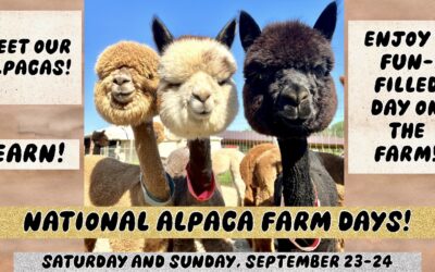 National Alpaca Farm Days Weekend – Saturday, September 23 & Sunday, September 24